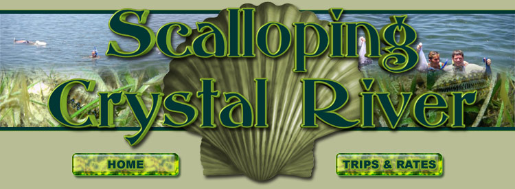 scalloping Crystal River, Crystal River scalloping, scalloping trips Crystal River, scallop charters crystal river, 2011 florida scallop season